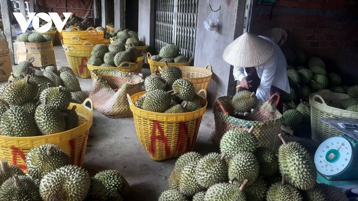 Vietnam strictly monitors durian shipments to China